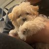 cynthialambb